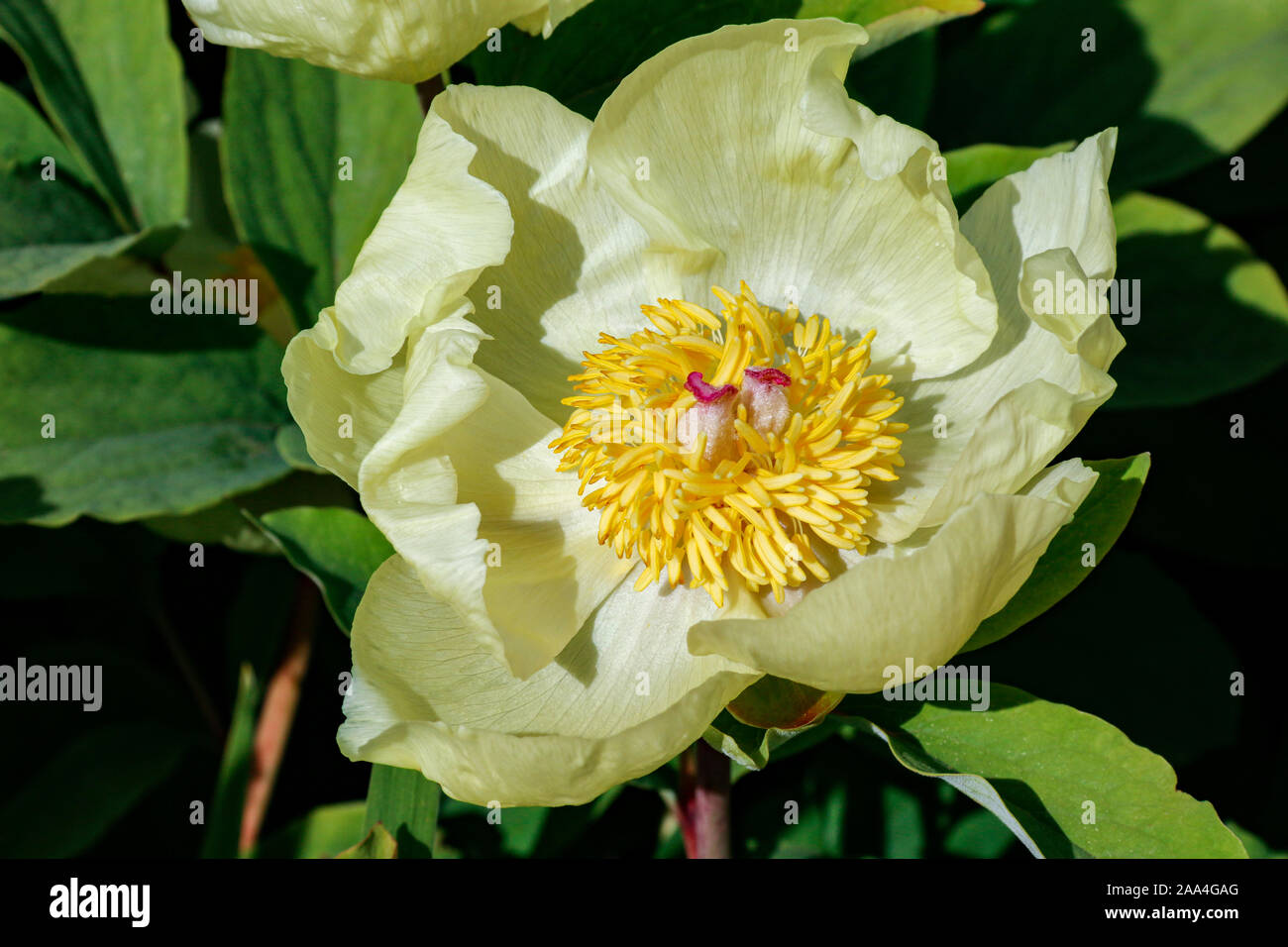 Close up of single yellow flower of Paeonia mlokosewitschii (Caucasian peony) Stock Photo