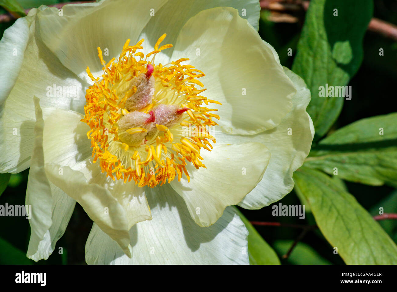 Close up of single yellow flower of Paeonia mlokosewitschii (Caucasian peony) Stock Photo