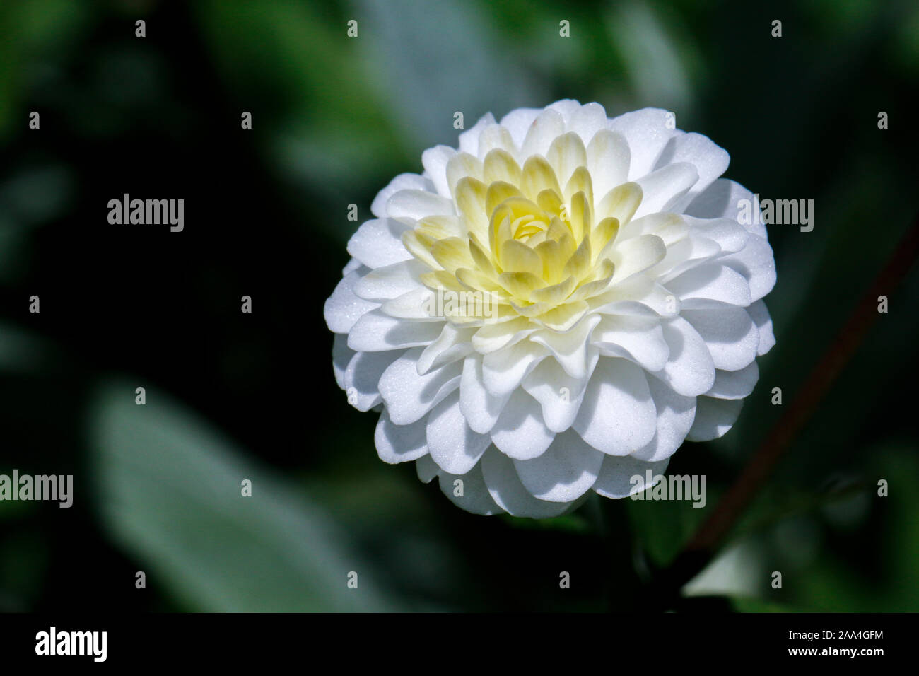 Close up of single white flower of Ranunculus aconitifolius (Batchelor's buttons) Stock Photo