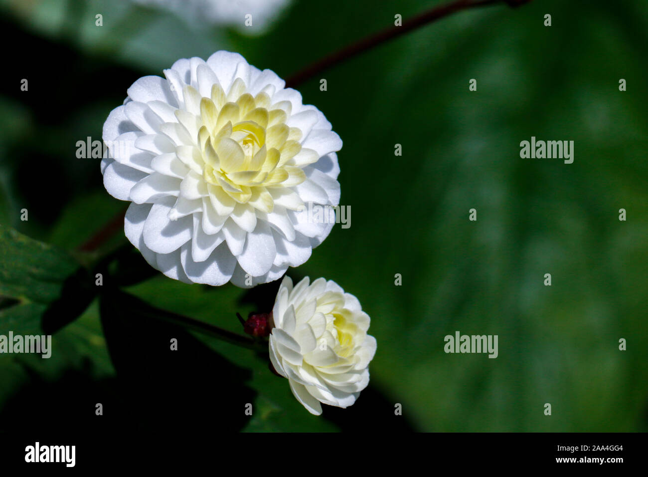 Close up of white flowers of Ranunculus aconitifolius (Batchelor's buttons) Stock Photo