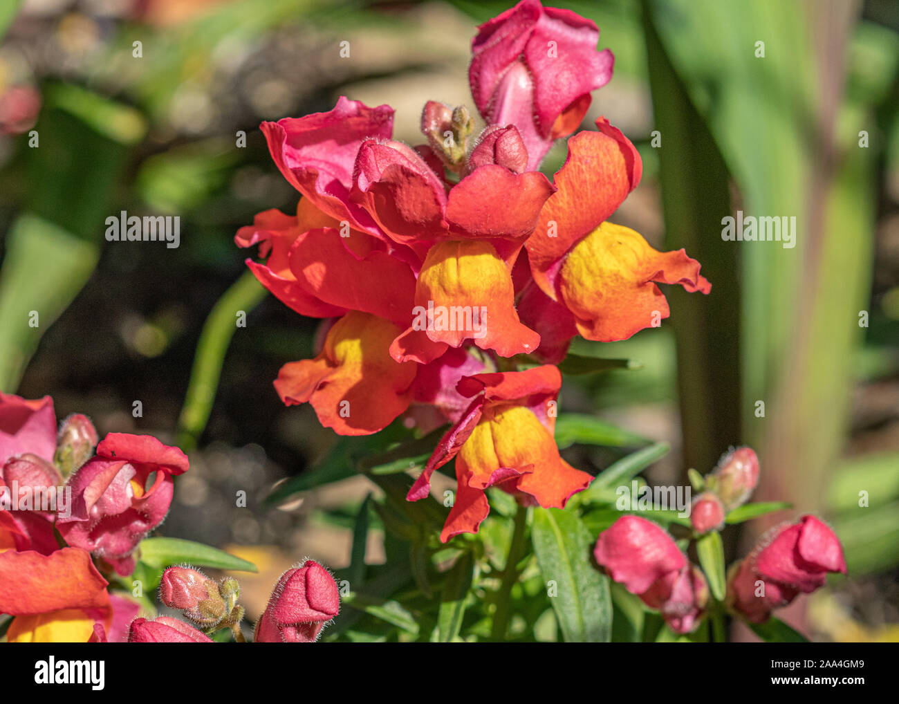 Close up of snapdragon flower hi-res stock photography and images - Alamy