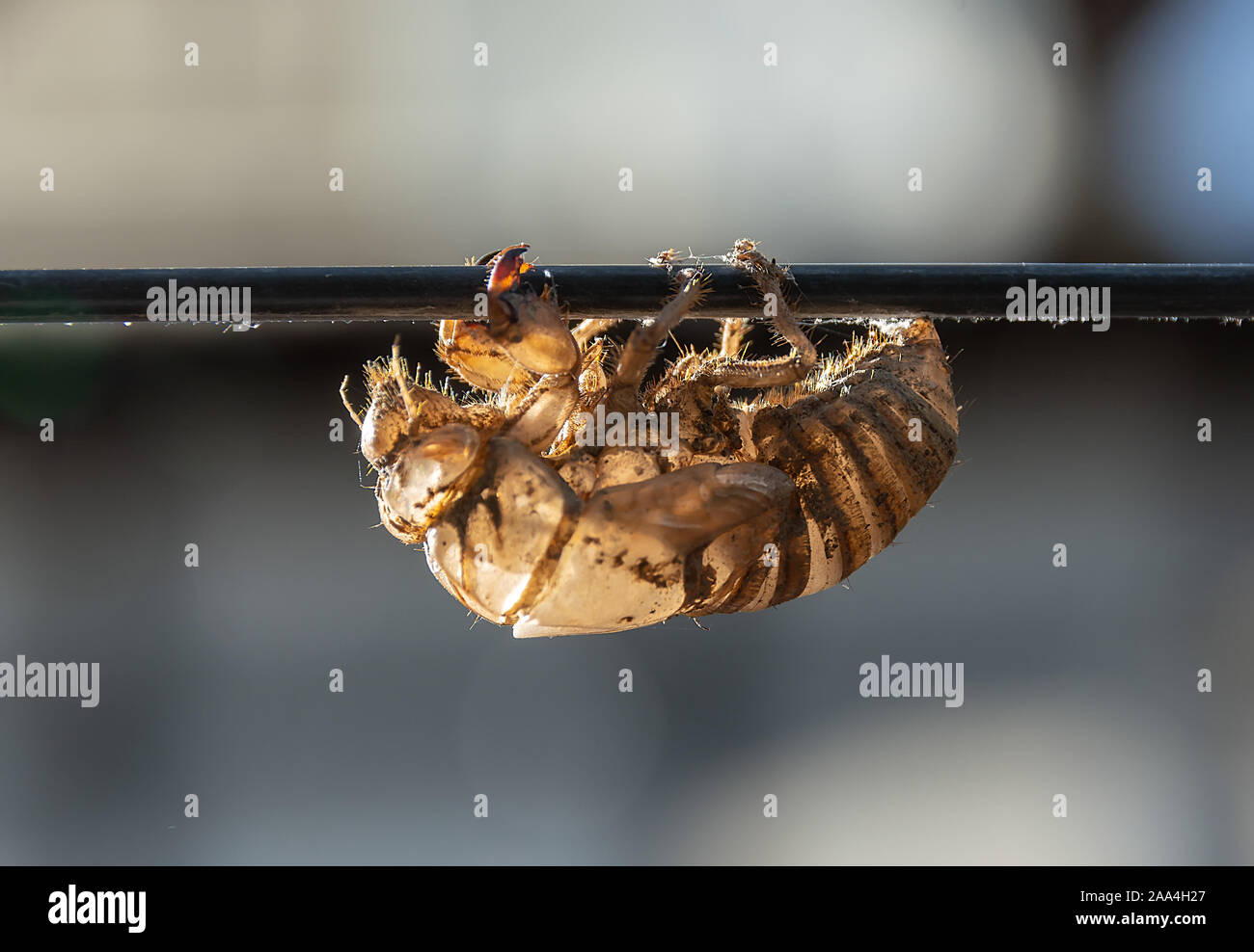 Cicada nymph pupa shell. Empty shell of cicada nymph. Close up Stock Photo