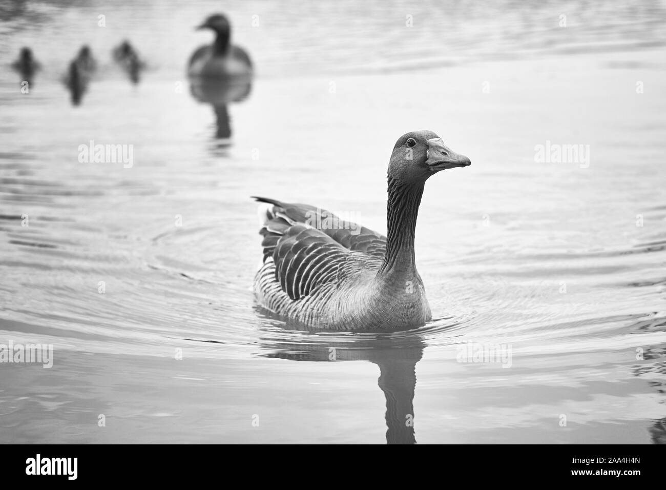 Portrait of a mother duck in the foreground and the whole family behind it Stock Photo