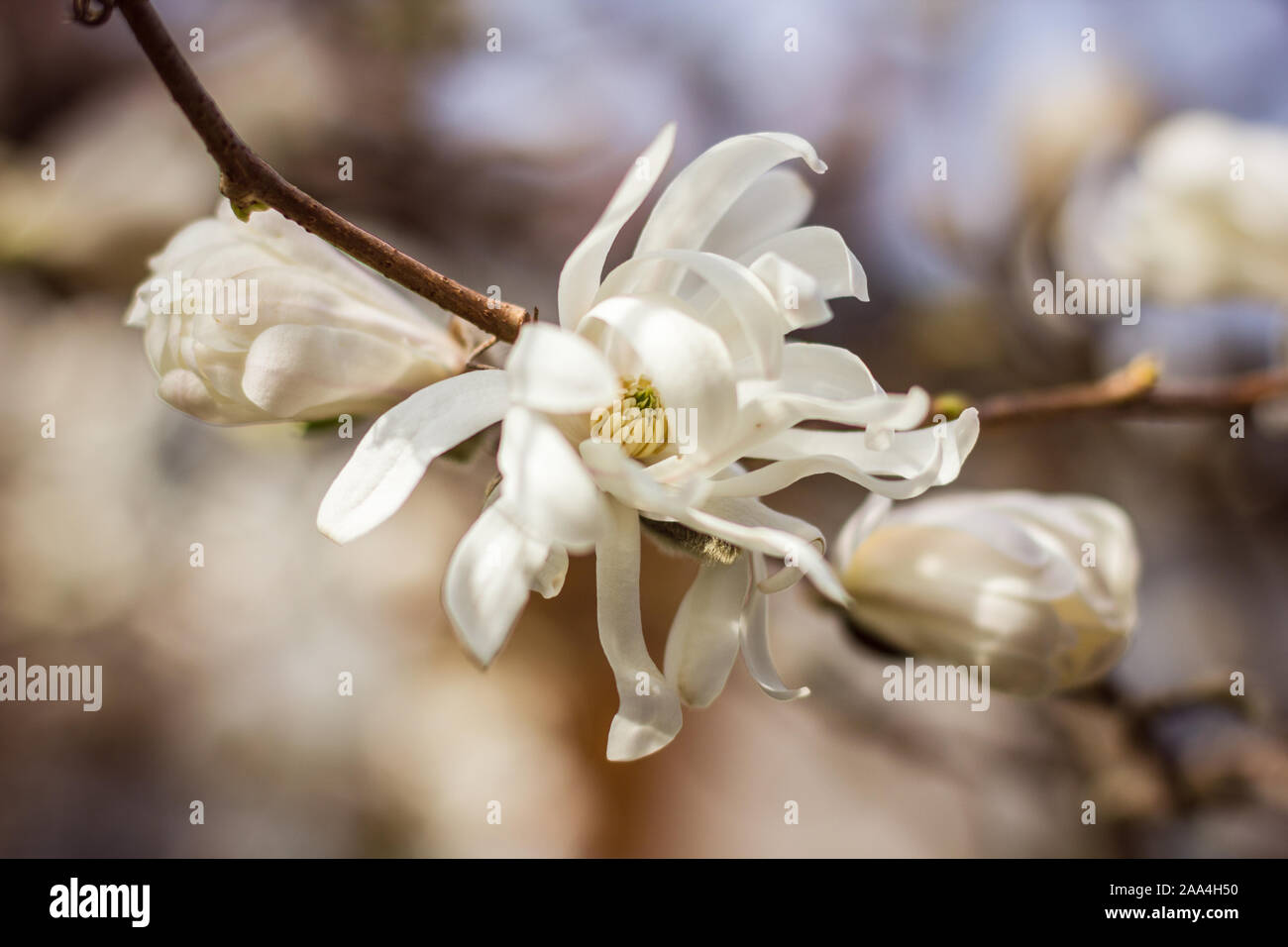 Macro of star magnolia blossoming in spring, isolated from background Stock Photo