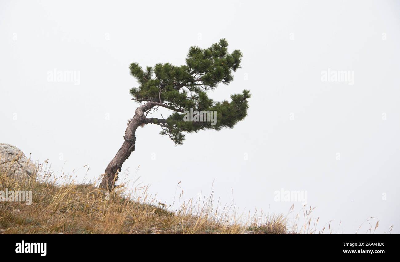 Alpine trees. Trees on top of a mountain in fog. Pine stunted trees. Mountains plants Stock Photo