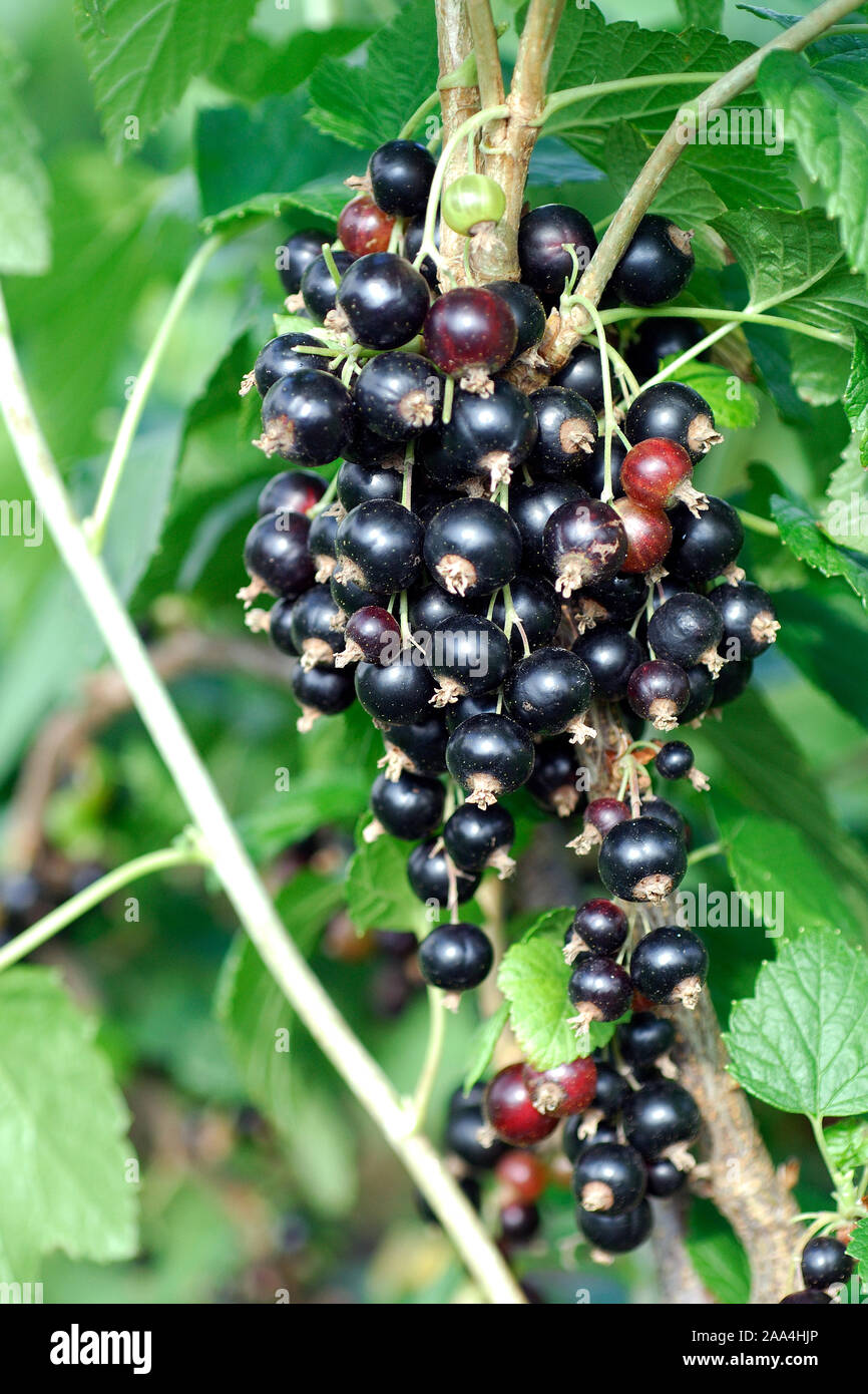 Ribes nigrum 'Titania' Stock Photo