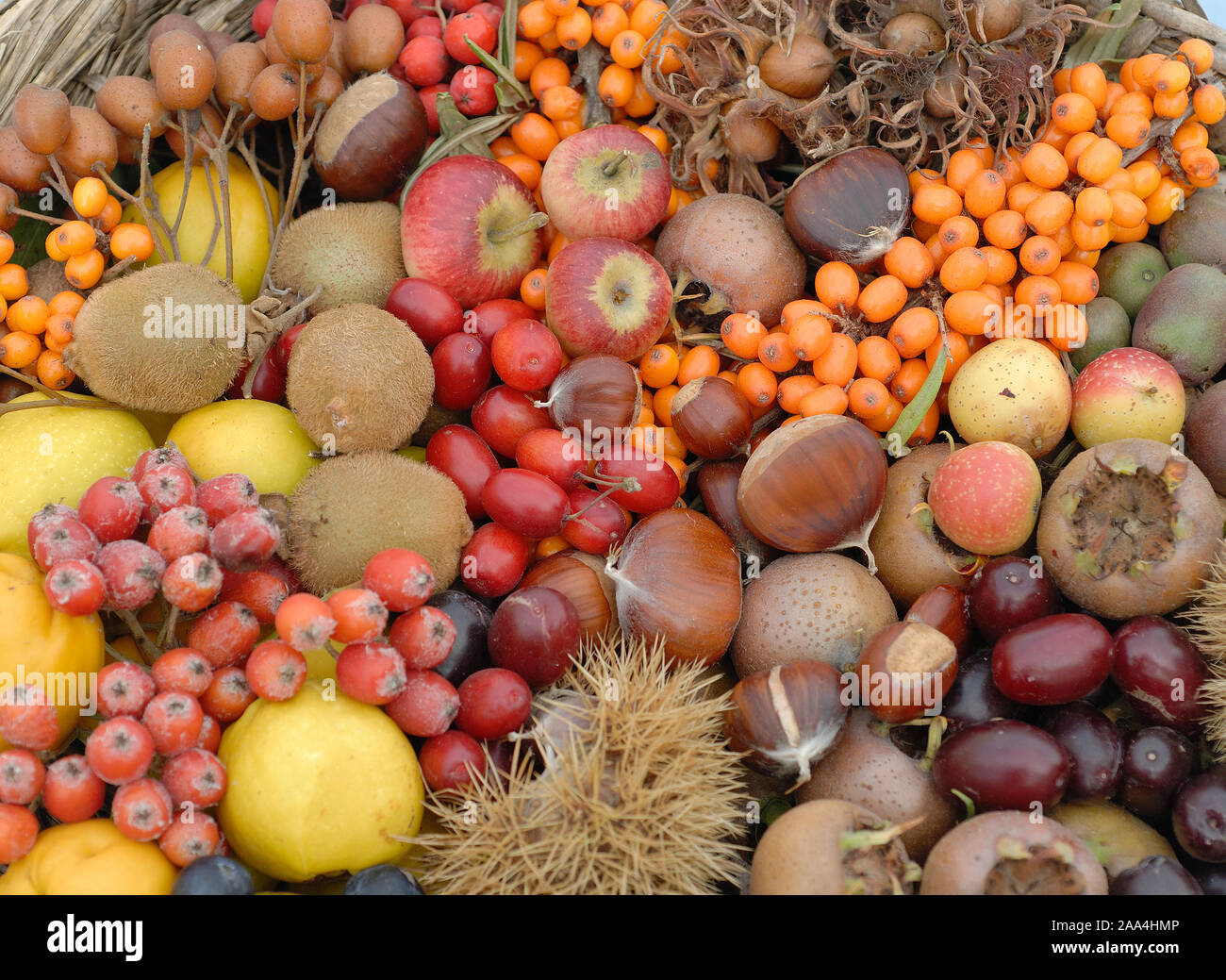 Verschiedene Obstsorten, Wildfruechte, Detailaufnahme, Stock Photo