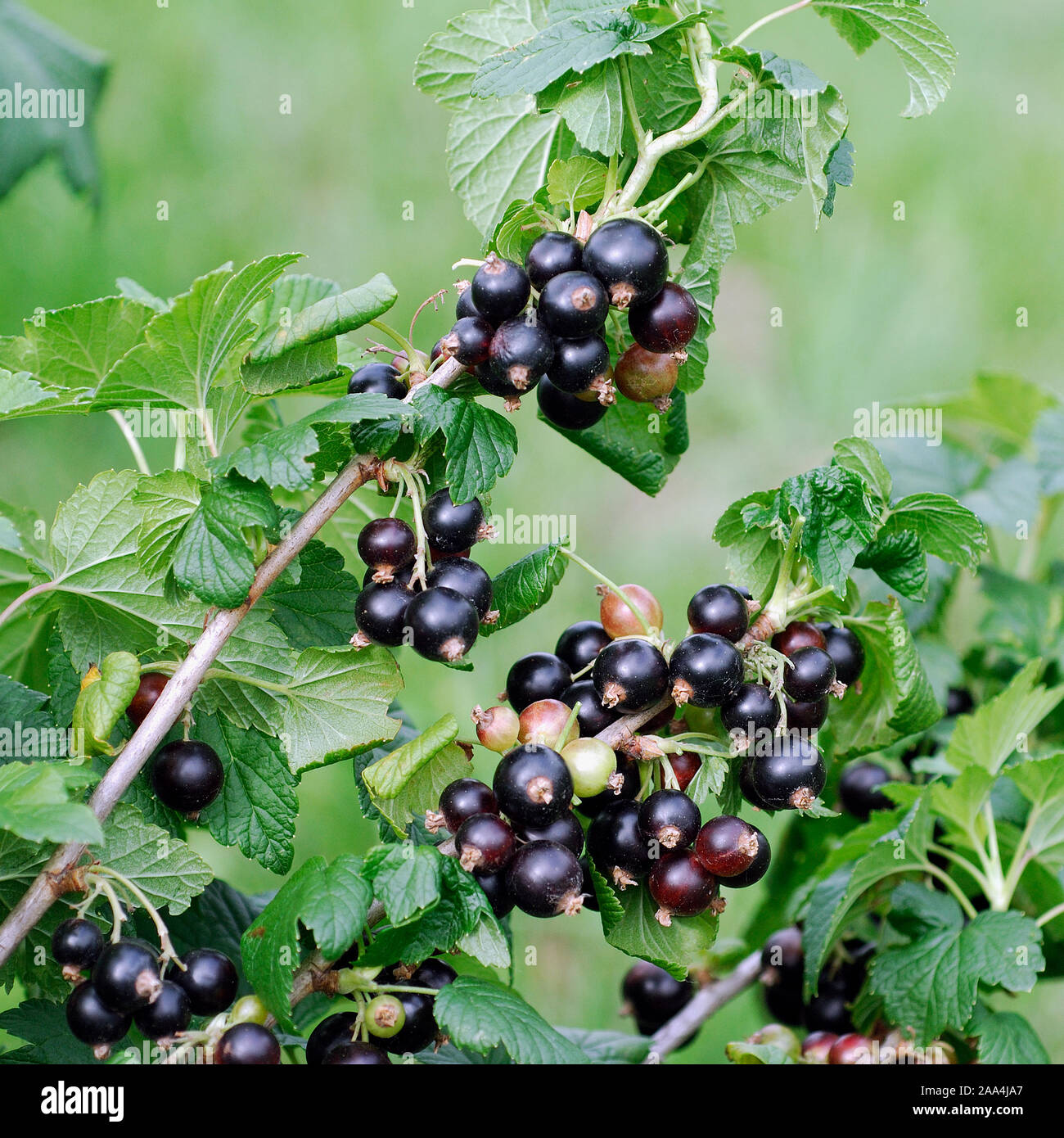 Ribes nigrum 'Ben Sarek' Stock Photo