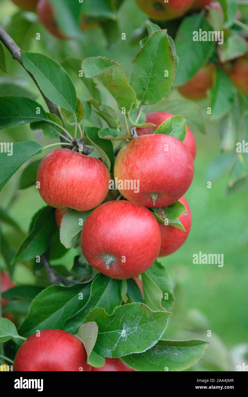 Apfel (Malus domestica 'Topaz' Stock Photo - Alamy