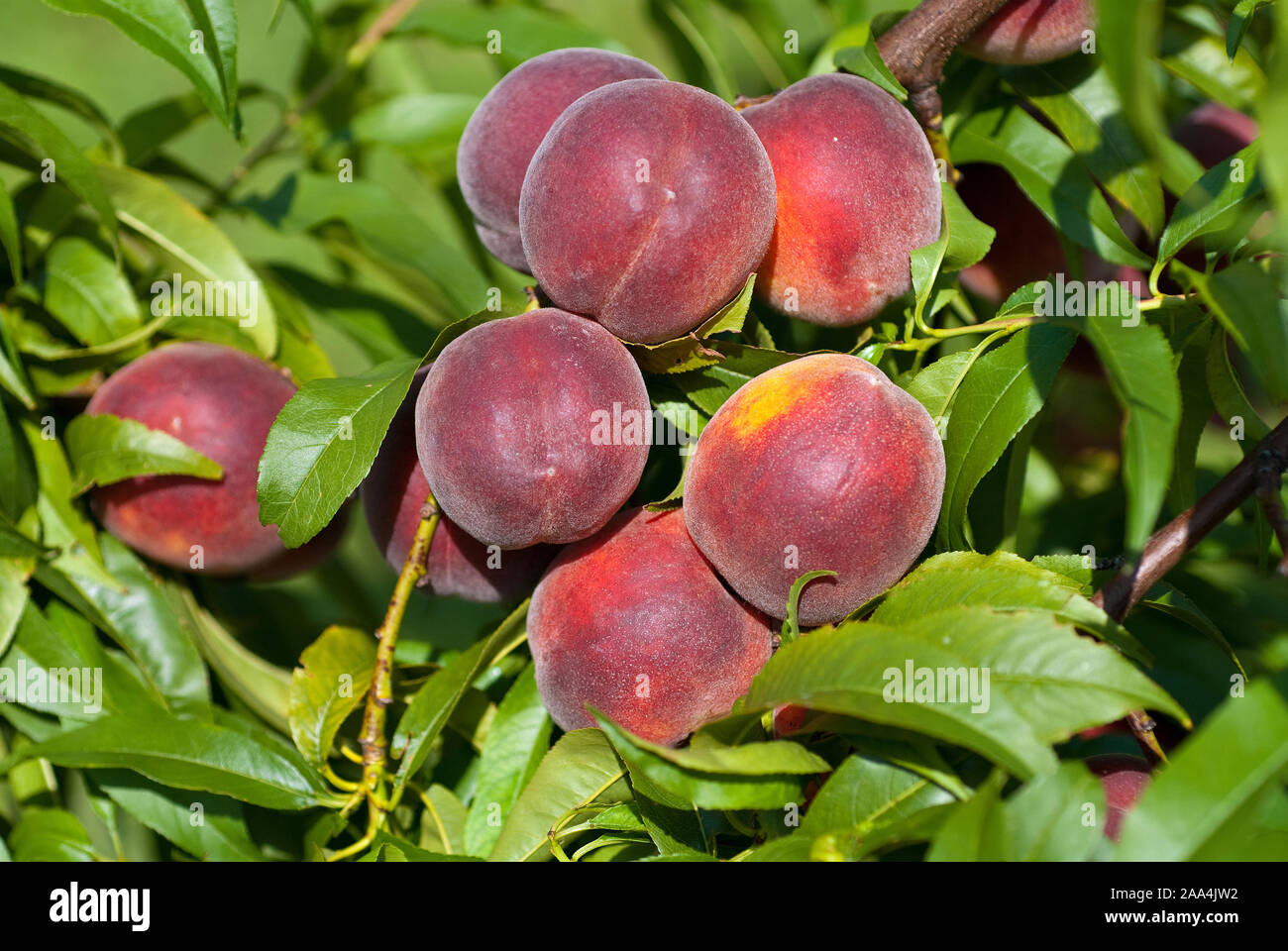 Pfirsich (Prunus persica 'Collins') Stock Photo