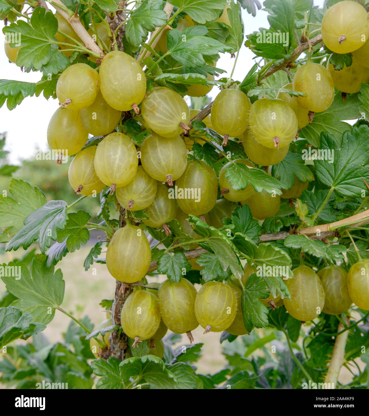 stachelbeere-ribes-uva-crispa-invicta-stock-photo-alamy