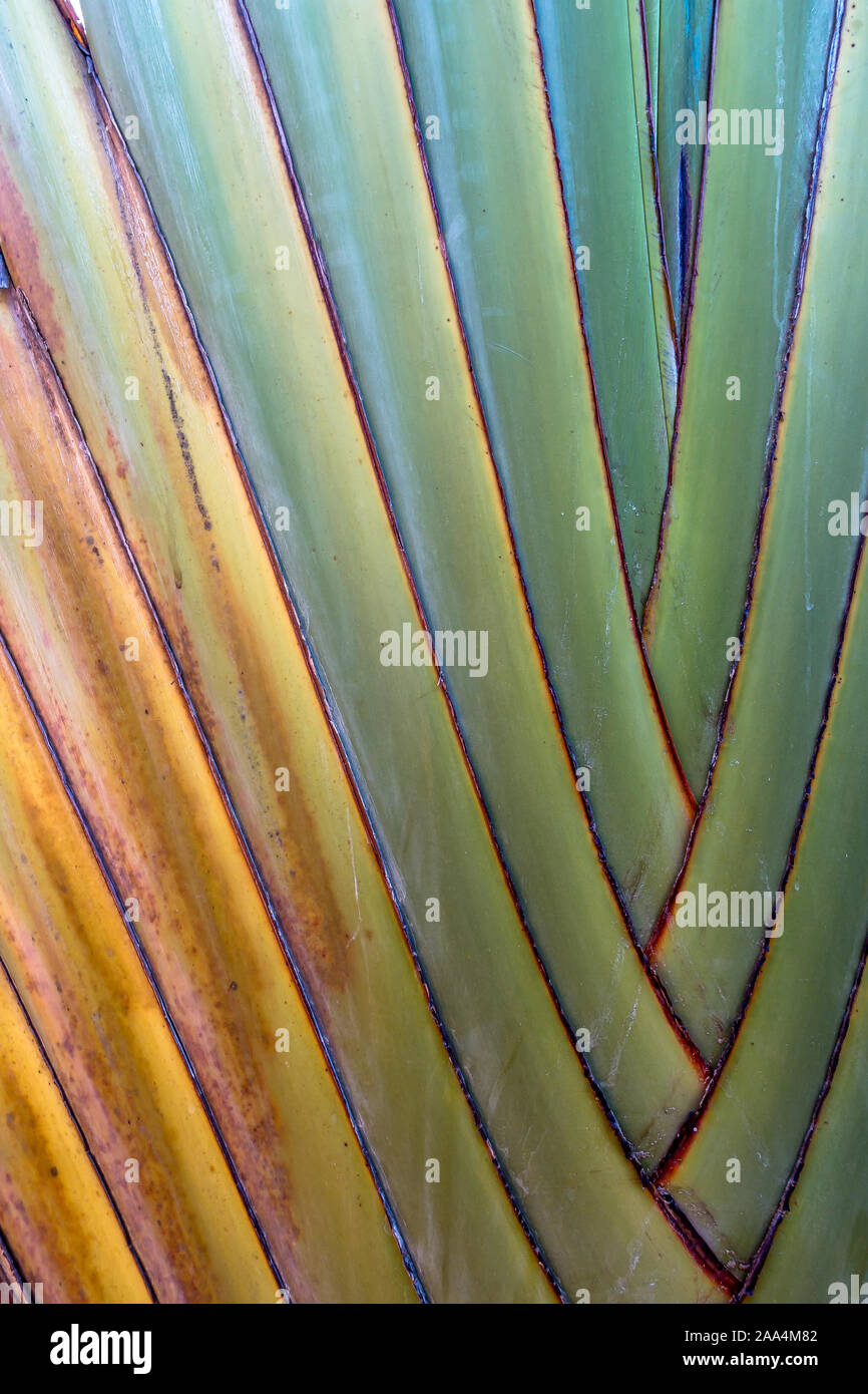 Intersecting Lines In Nature