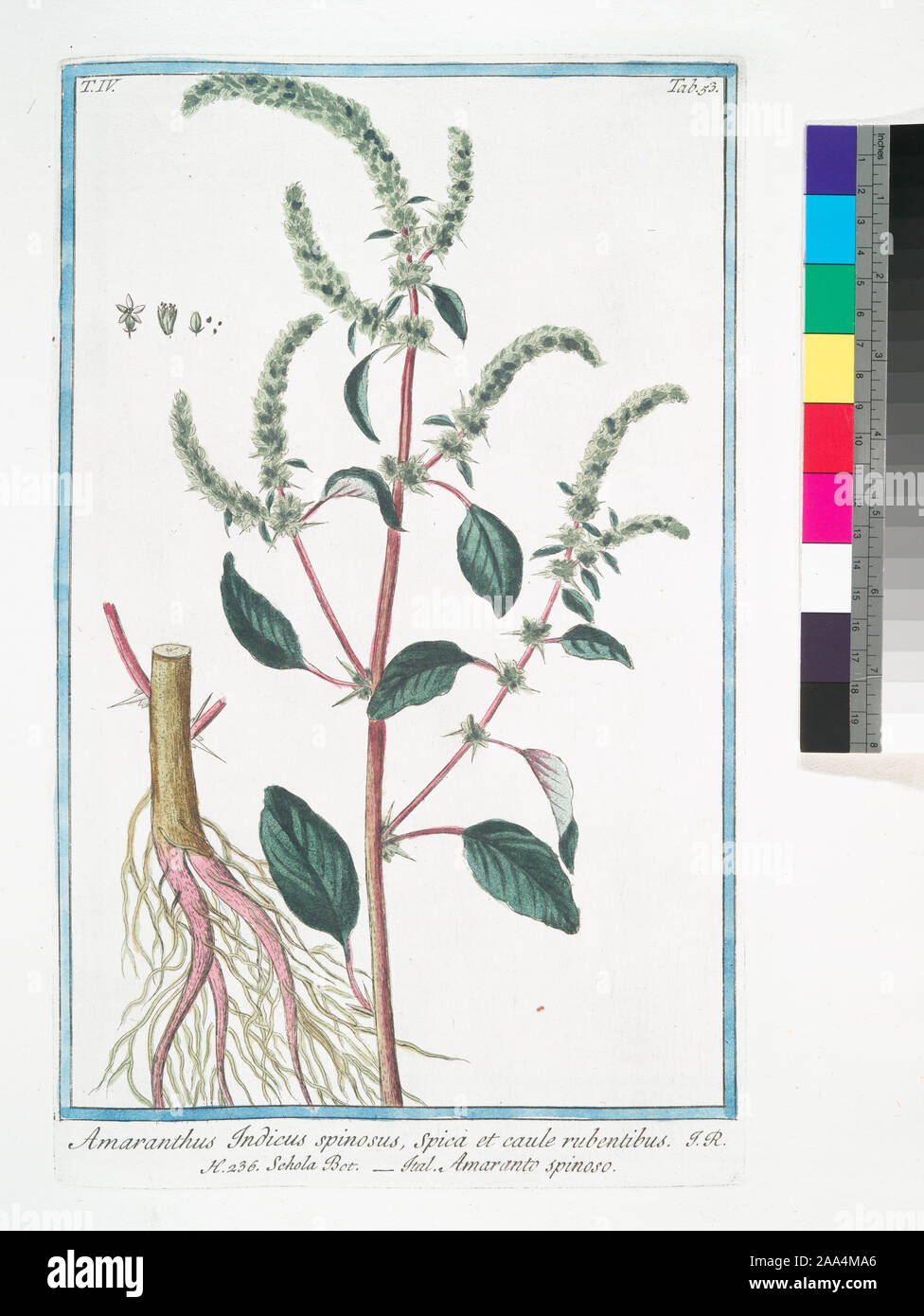 Amaranthus Indicus spinosus, Spica et caule rubentibus = Schola Bot. =  Amaranto spinoso. [Spiny Amaranth from India]. Bonelli, Giorgio (b. 1724  Stock Photo - Alamy