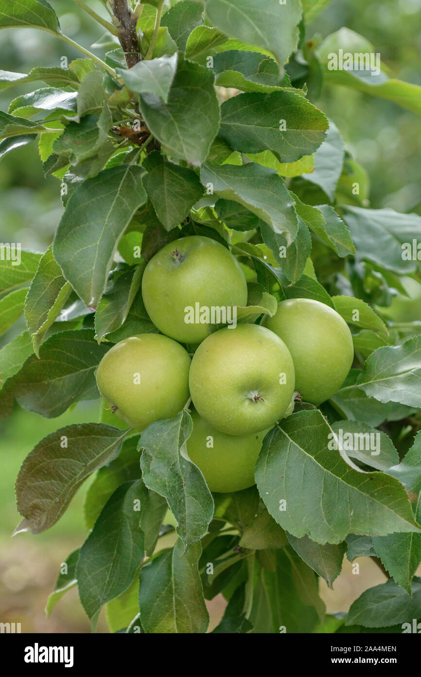 Säulen-Apfel (Malus domestica 'Greencats') Stock Photo