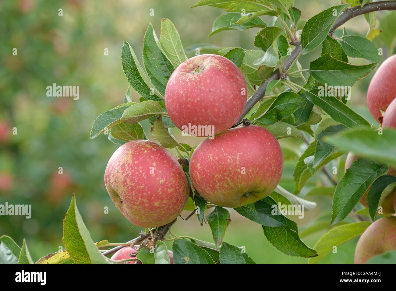 Apfel (Malus domestica 'Margol') Stock Photo