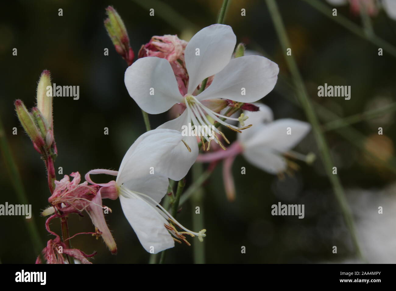 White flower of an apple tree Stock Photo