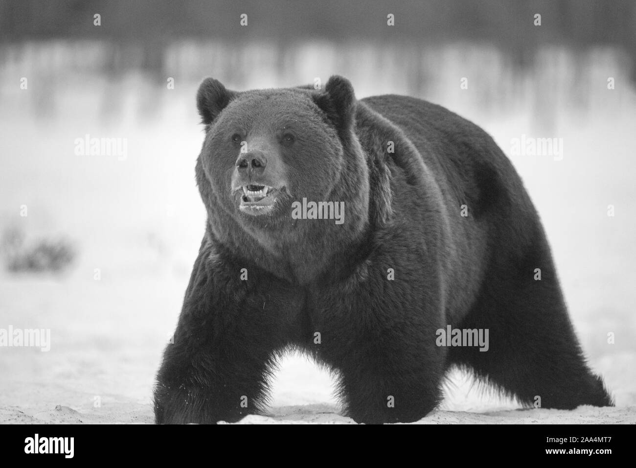 Apr. 21, 2019. A brown bear (Ursus arctos) in the taiga. Khumo, Finland. Stock Photo