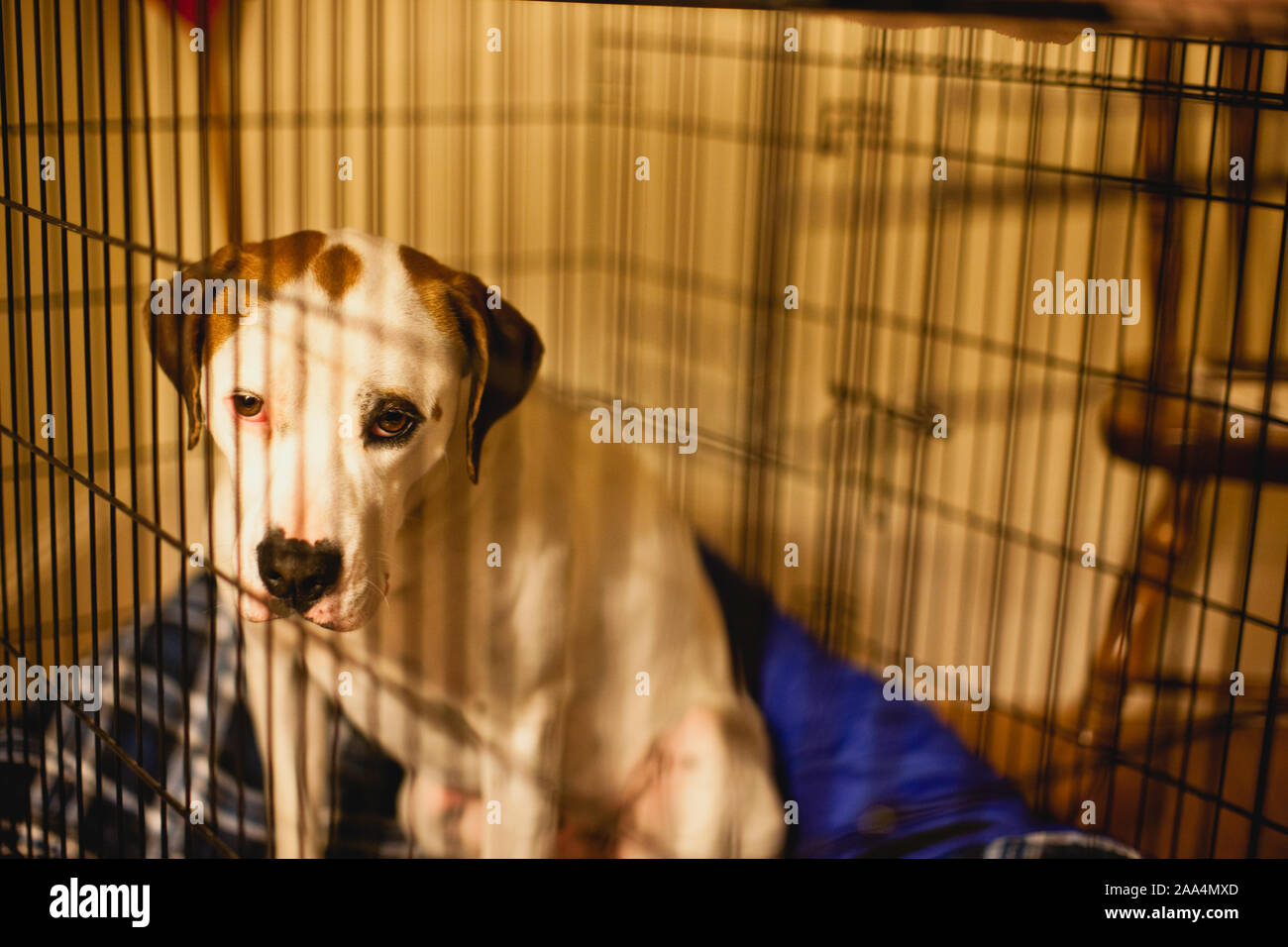 Sad looking dog in it's cage Stock Photo