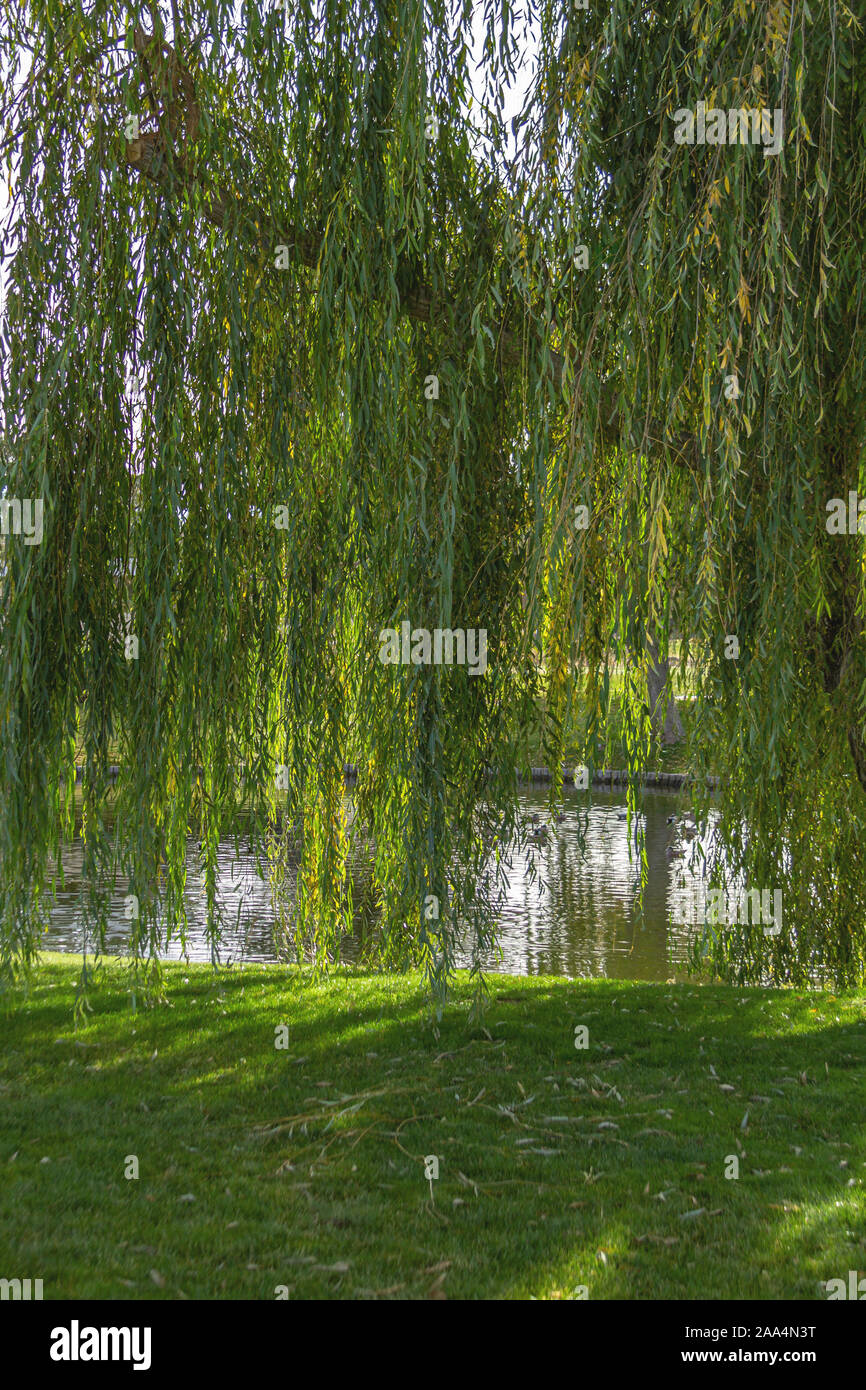 Leaves of a Weeping Willow tree at a suburban park in the Town of Apple Valle, California Stock Photo