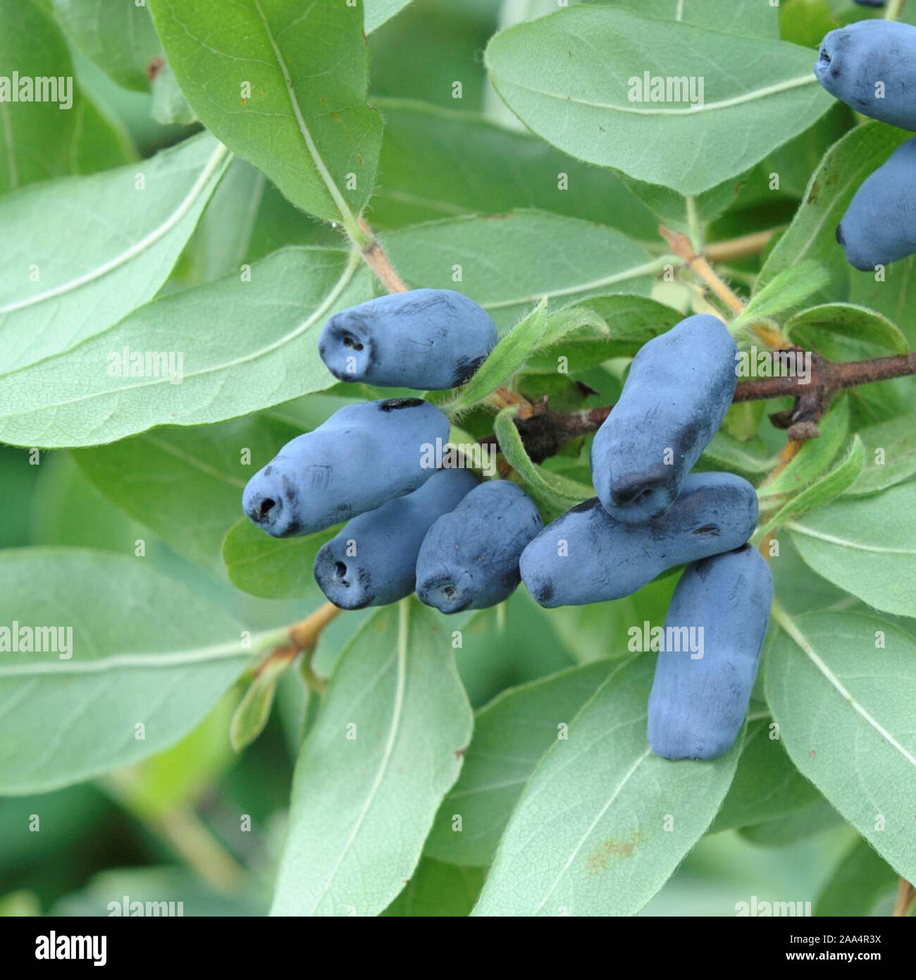 Blaue Honigbeere (Lonicera caerulea var. kamtschatica) Stock Photo