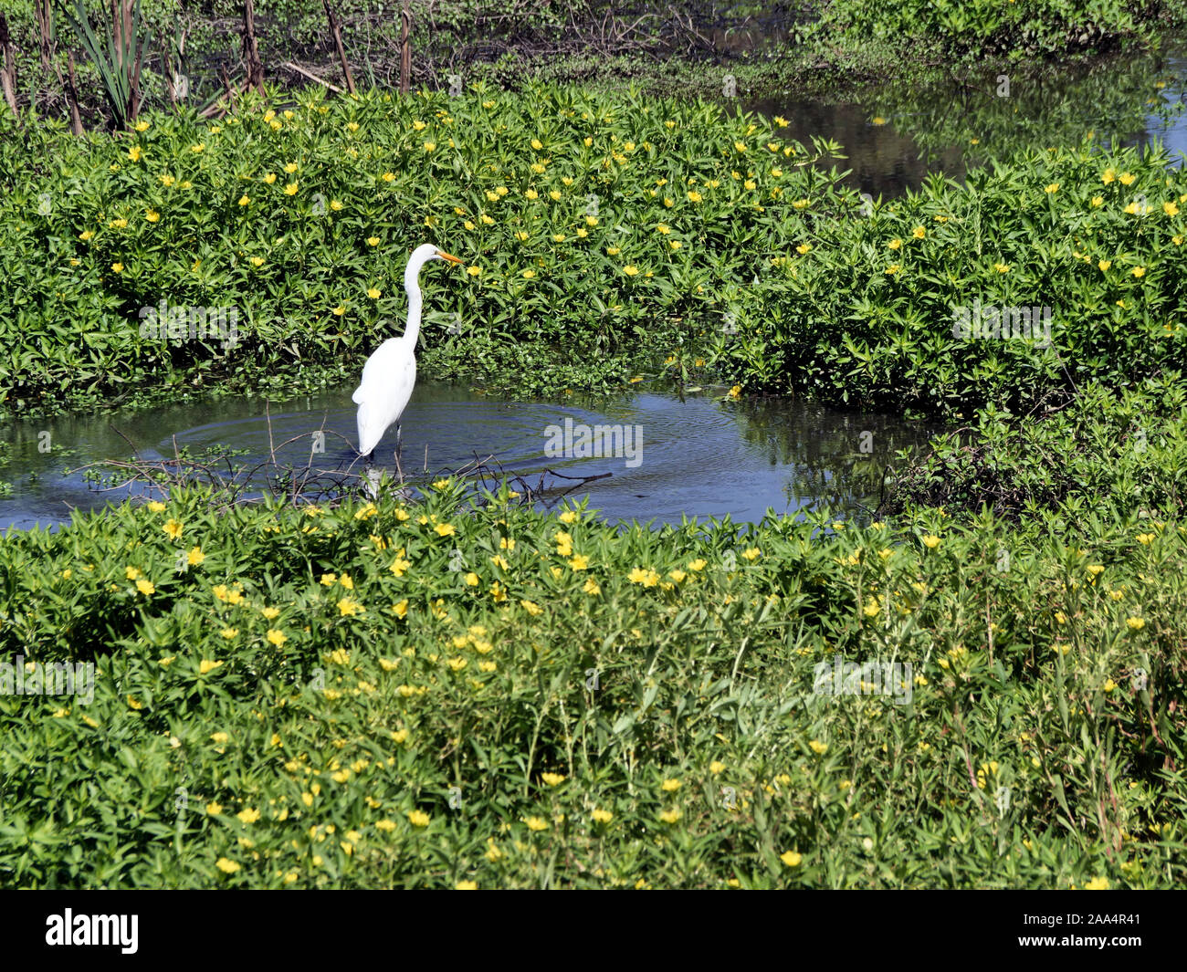 Crane stands in the Consumnes Nature Preserve in the Sacramento River delta. Volunteers work to preserve nature in what once was farmland and return it to nature. Stock Photo