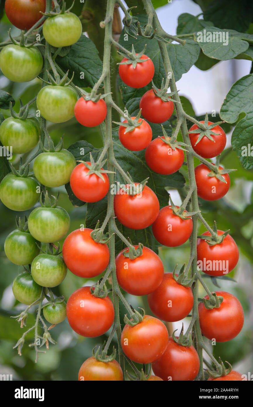 Cocktail-Tomate (Solanum lycopersicum PICOLINO) Stock Photo