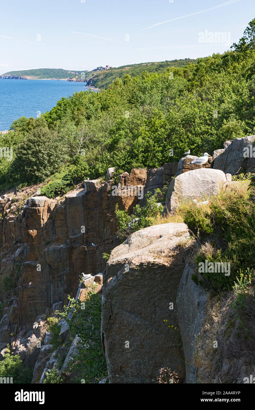 Bornholm, Ringebakker, Kueste, Felsenkueste, Niststaette, Moewen, Burg
