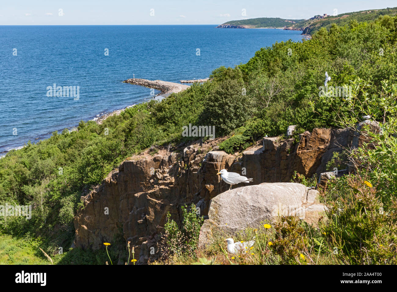 Bornholm, Ringebakker, Kueste, Felsenkueste, Niststaette, Moewen, Burg