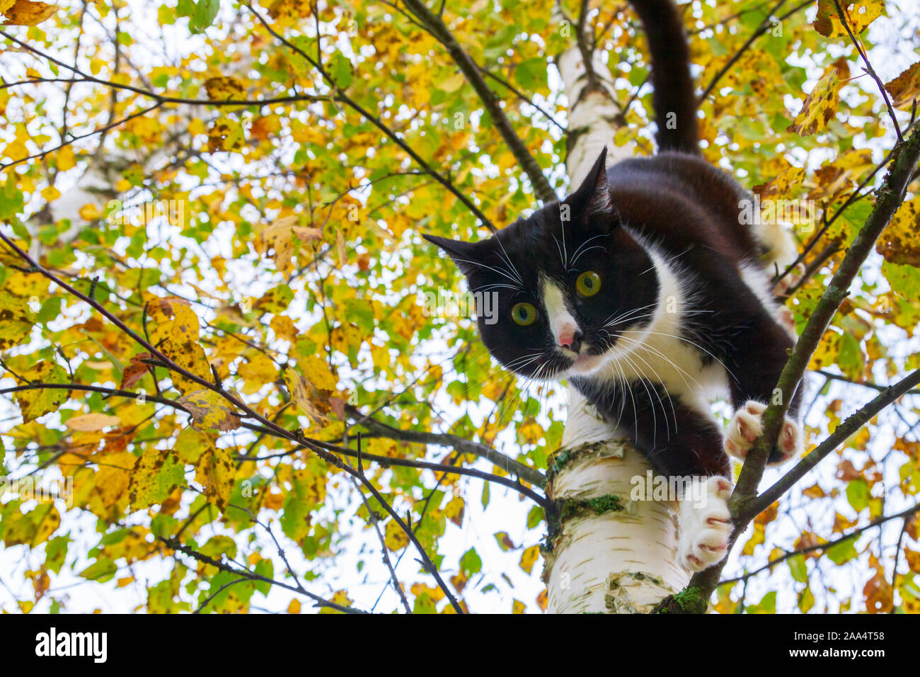 Black and white cat sitting on a birch tree in autumn Stock Photo - Alamy