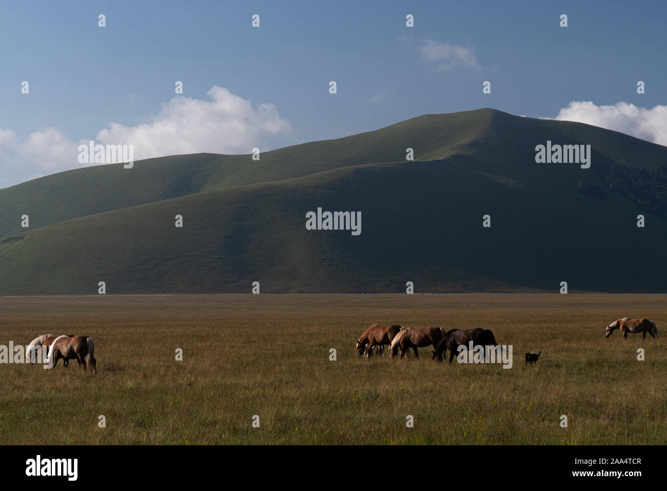 A Dog running amongst Horses grazing in a meadow, Castelluccio di Norcia, Umbria, Italy Stock Photo