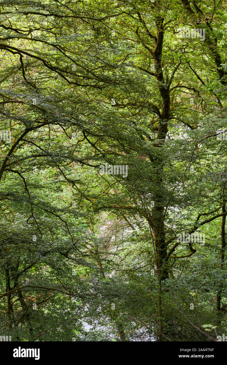 Forest with oak and beech trees looking down through foliage at river Semois, Ardennes Belgium Stock Photo