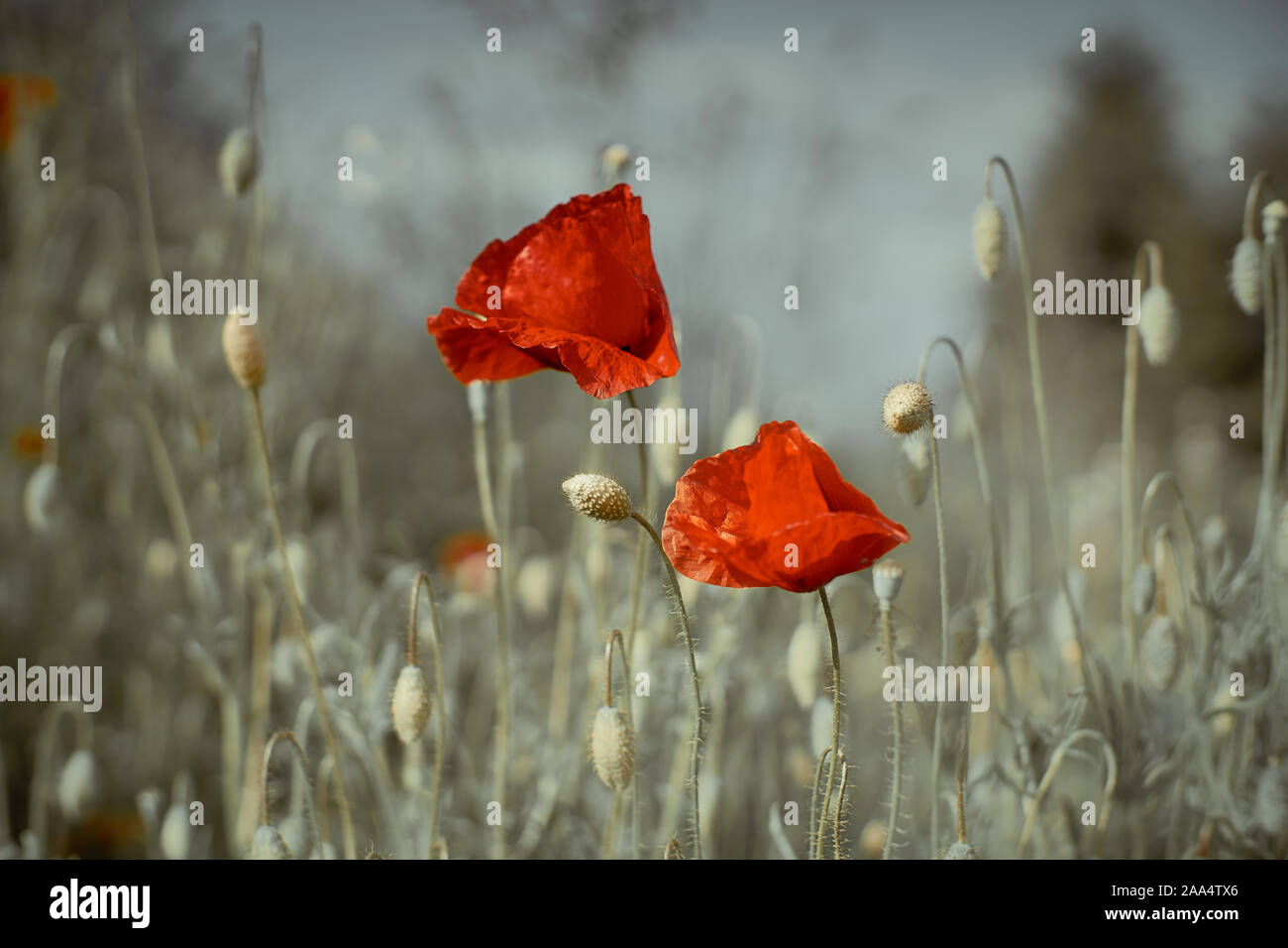 Field of Corn Poppy Flowers Stock Photo - Alamy