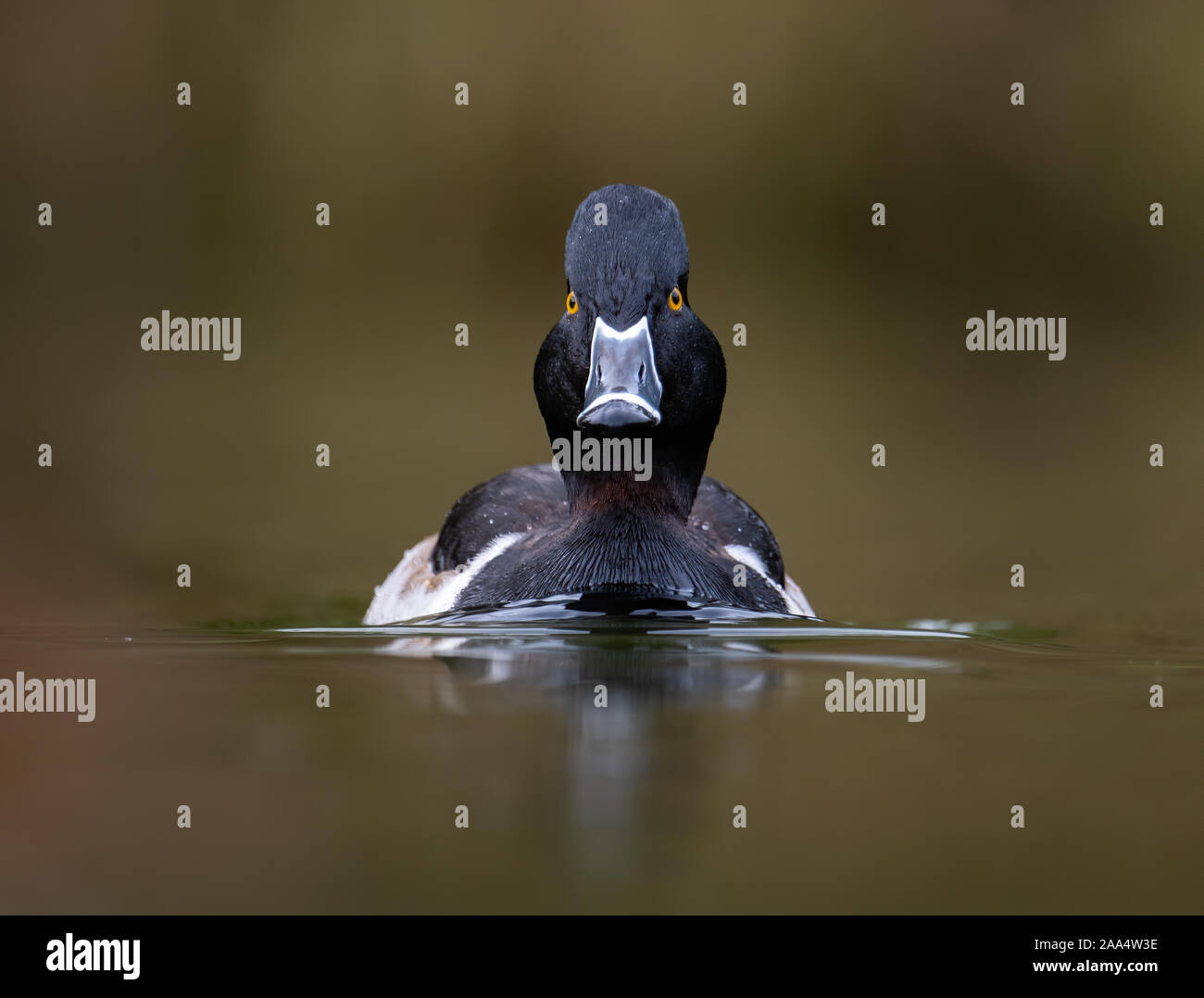 A duck in Canada in Autumn Stock Photo Alamy