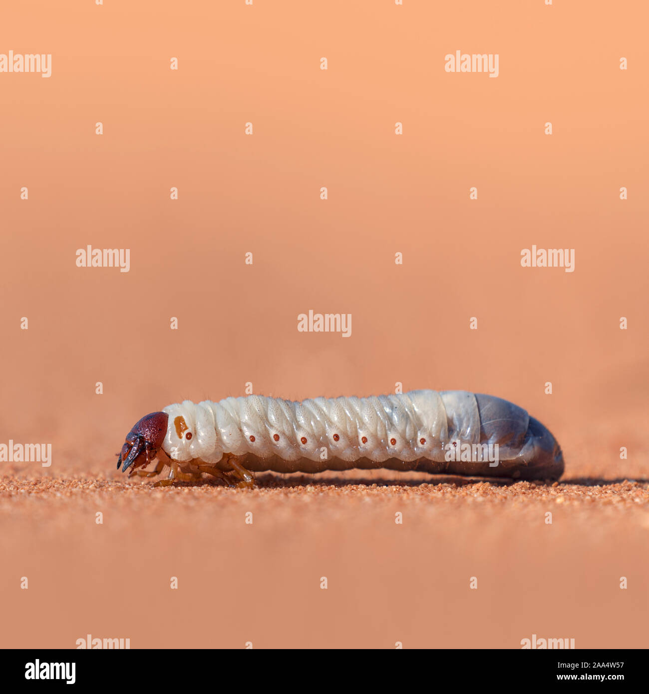 Close-up of a grub worm walking on sand, USA Stock Photo