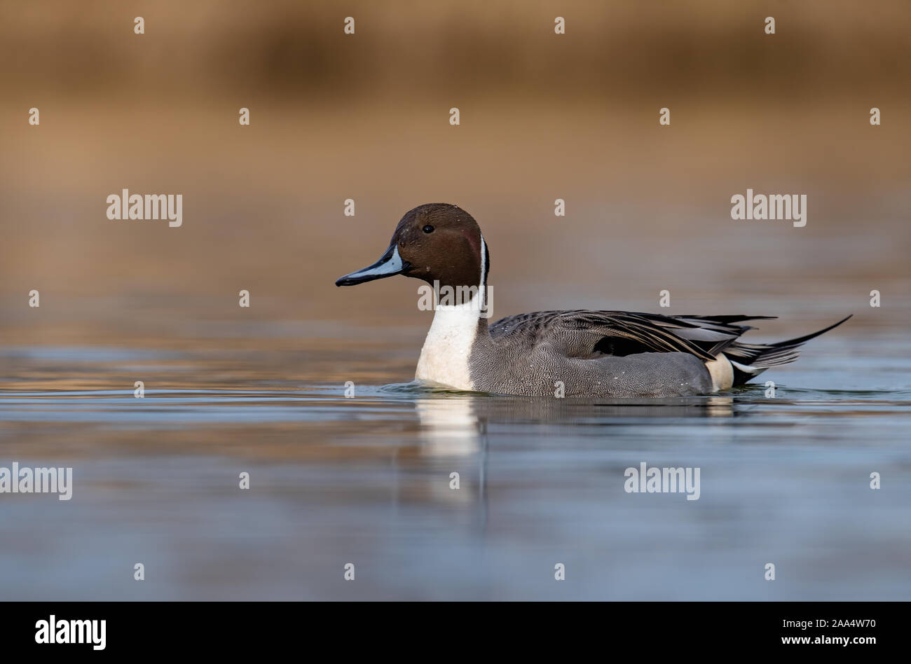 A duck in Canada in Autumn Stock Photo