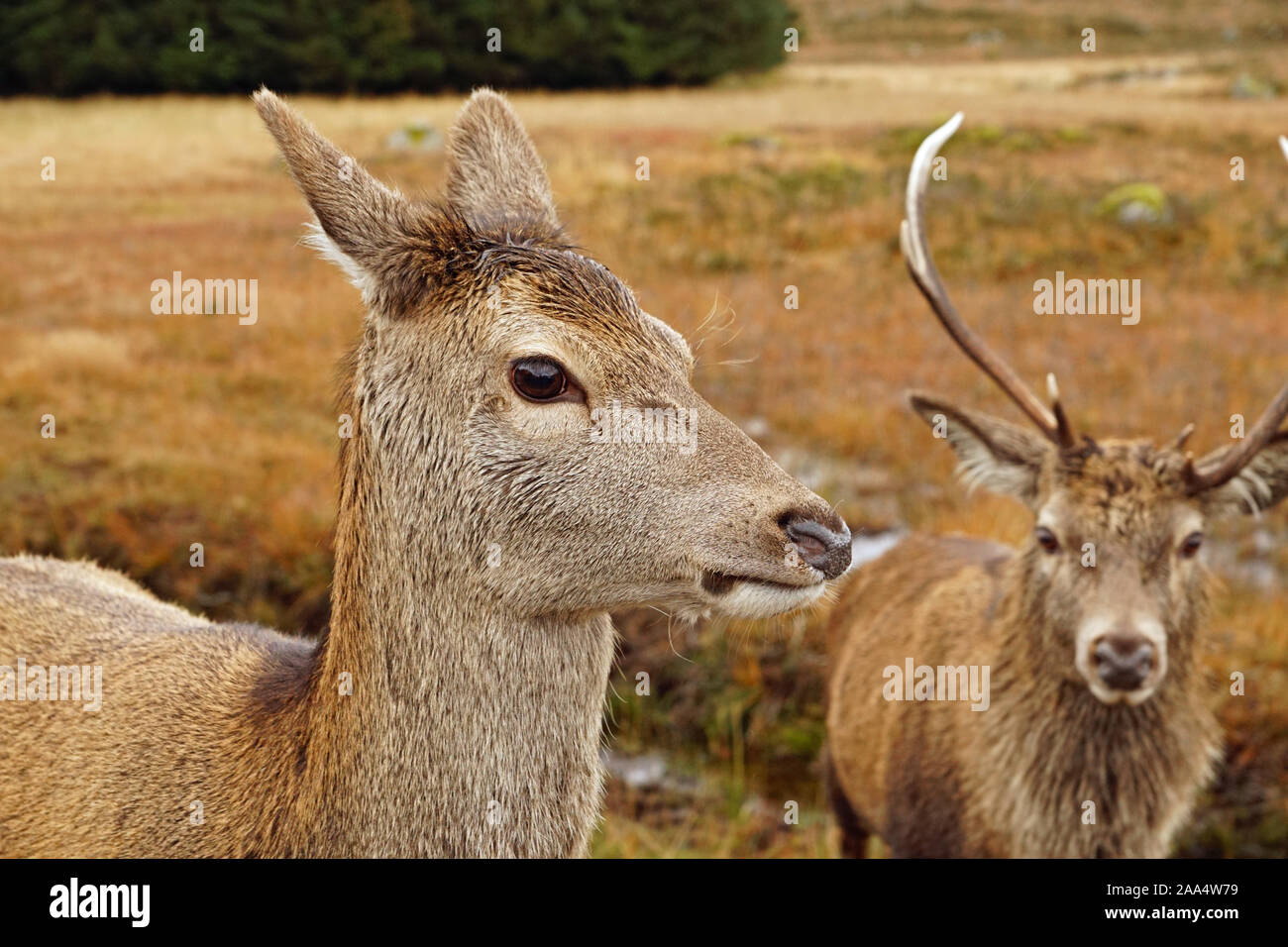 Scottish Red Deer Male and Female Stock Photo