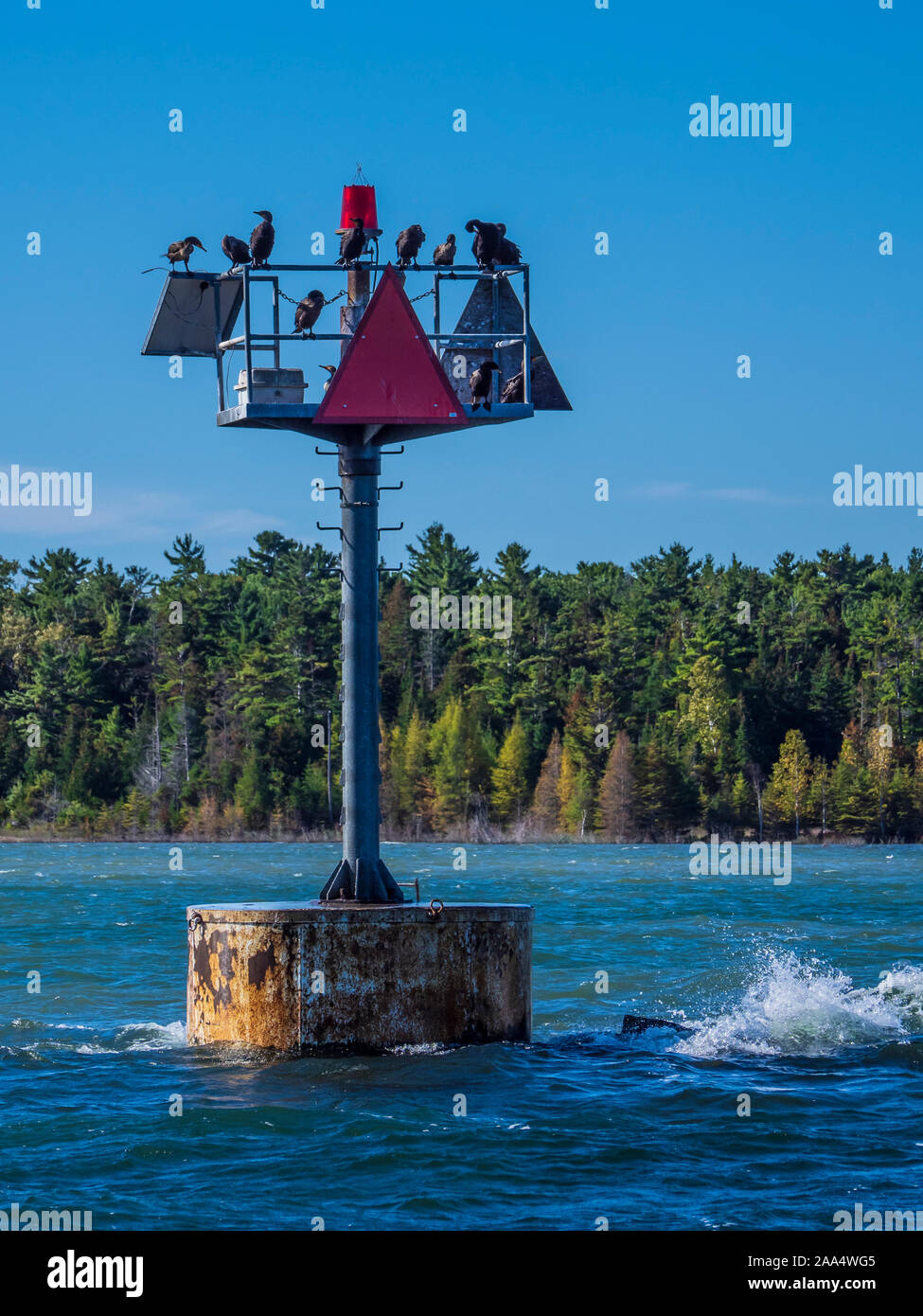 Cormorants on a signal buoy, Washington Island, Door County, Wisconsin