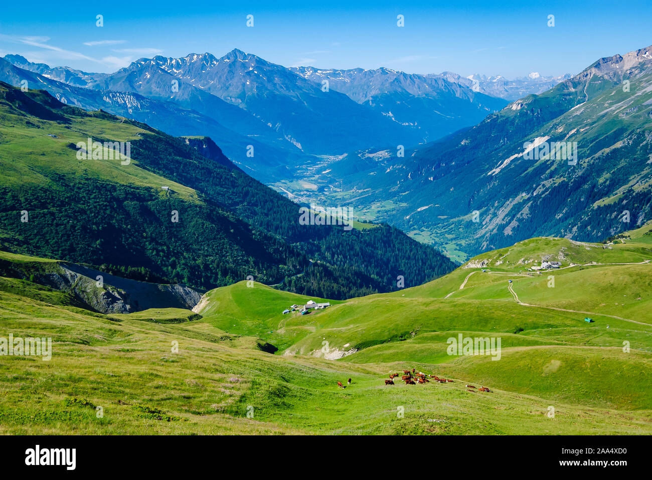 View of a pasture with cows and beautiful alpine valley in Vanoise National Park,  French Alps. Stock Photo
