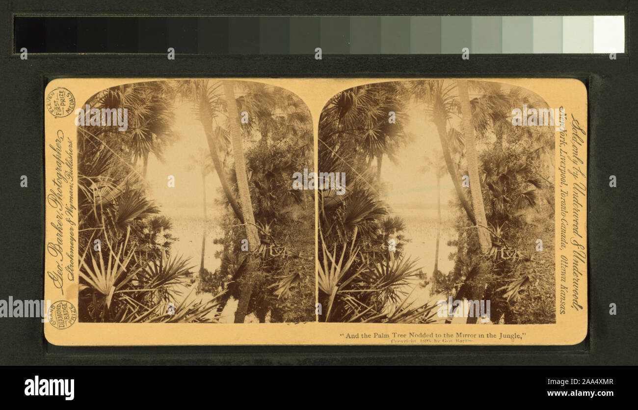 And the Palm Tree Nodded to the Mirror in the Jungle.; And the Palm