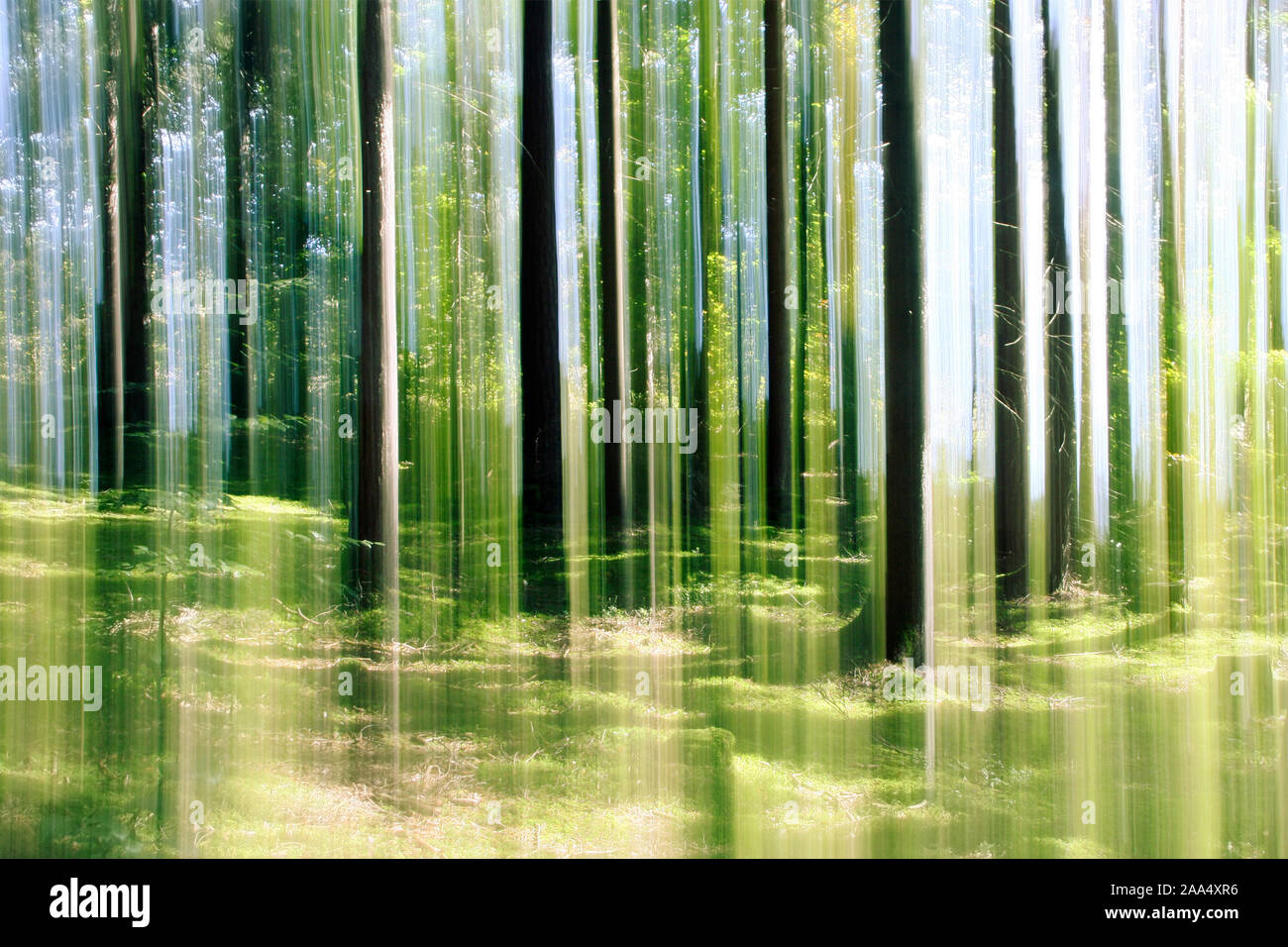 Ein dichter gruener Wald, durch Bewegung verschwommen Stock Photo