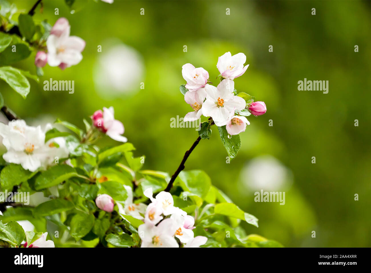 Apfelbluete Stock Photos Apfelbluete Stock Images Alamy