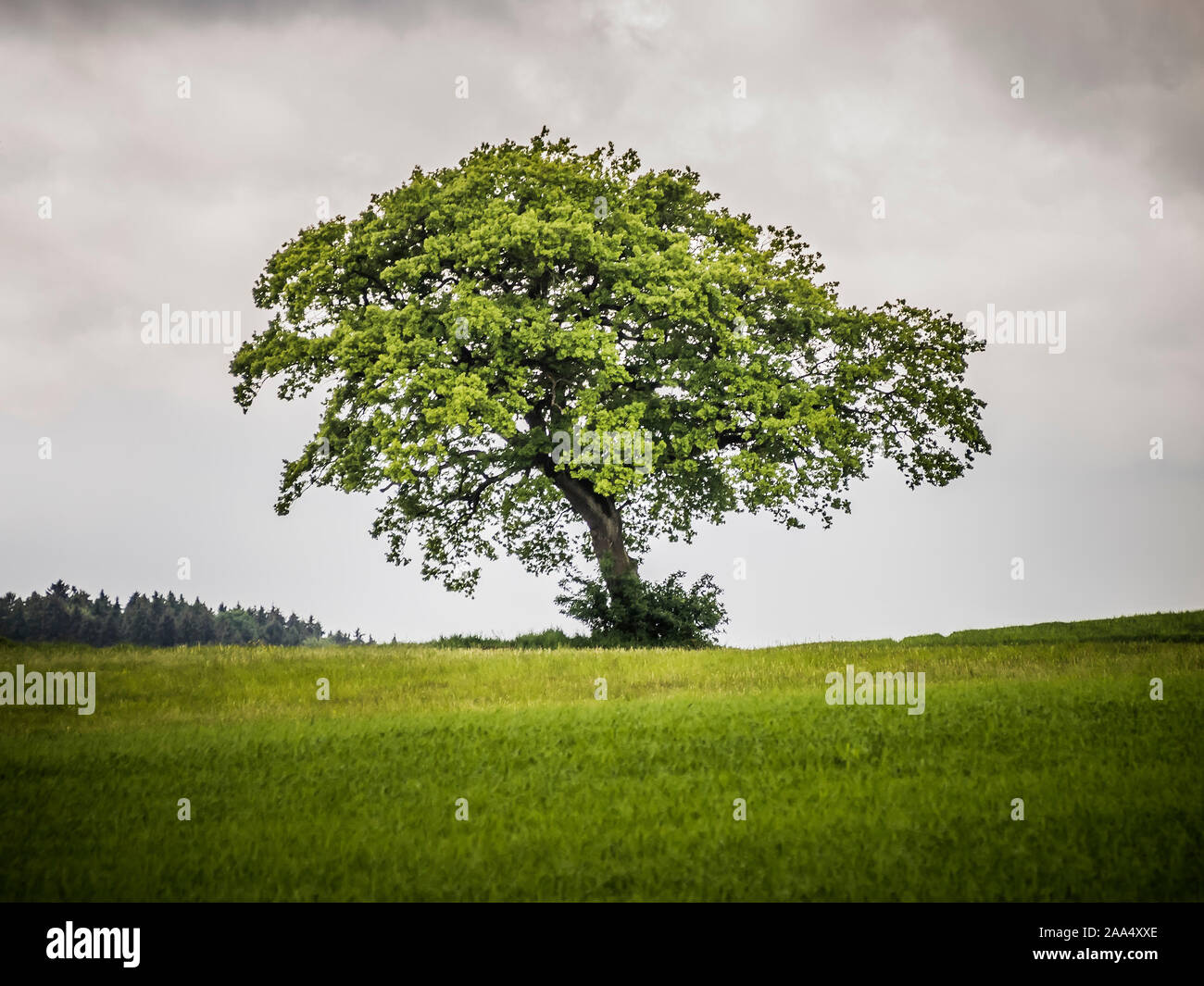 Ein wunderschoener Baum unter einem grauen Himmel Stock Photo