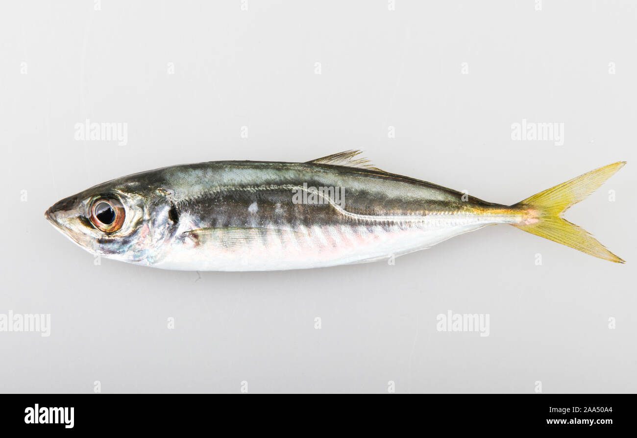 Close-Up Of Atlantic Horse Mackerel Fish Isolated On White Background