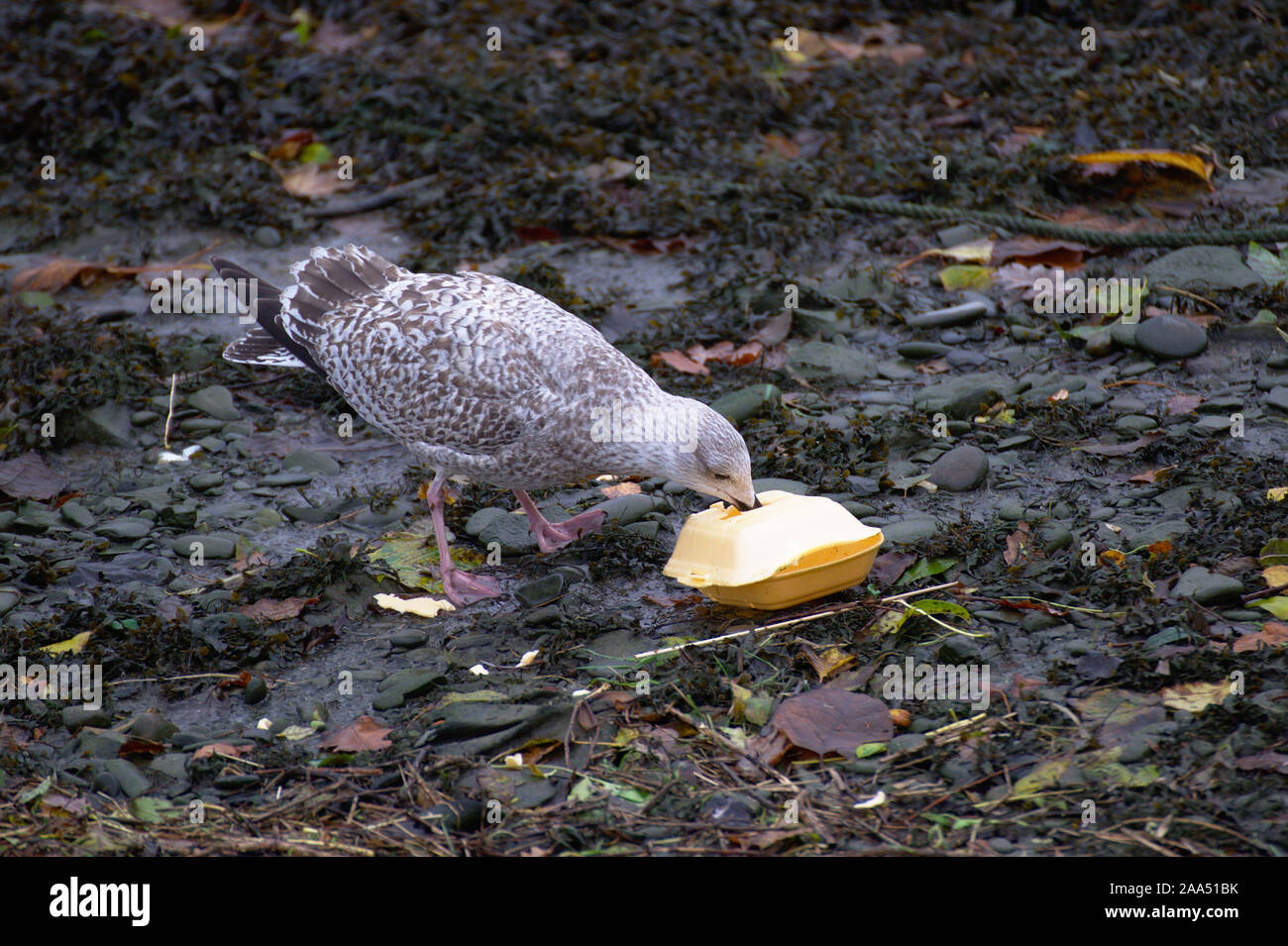 A seagull eating a polystyrene takeaway box in Aberystwyth harbour at low tide Stock Photo