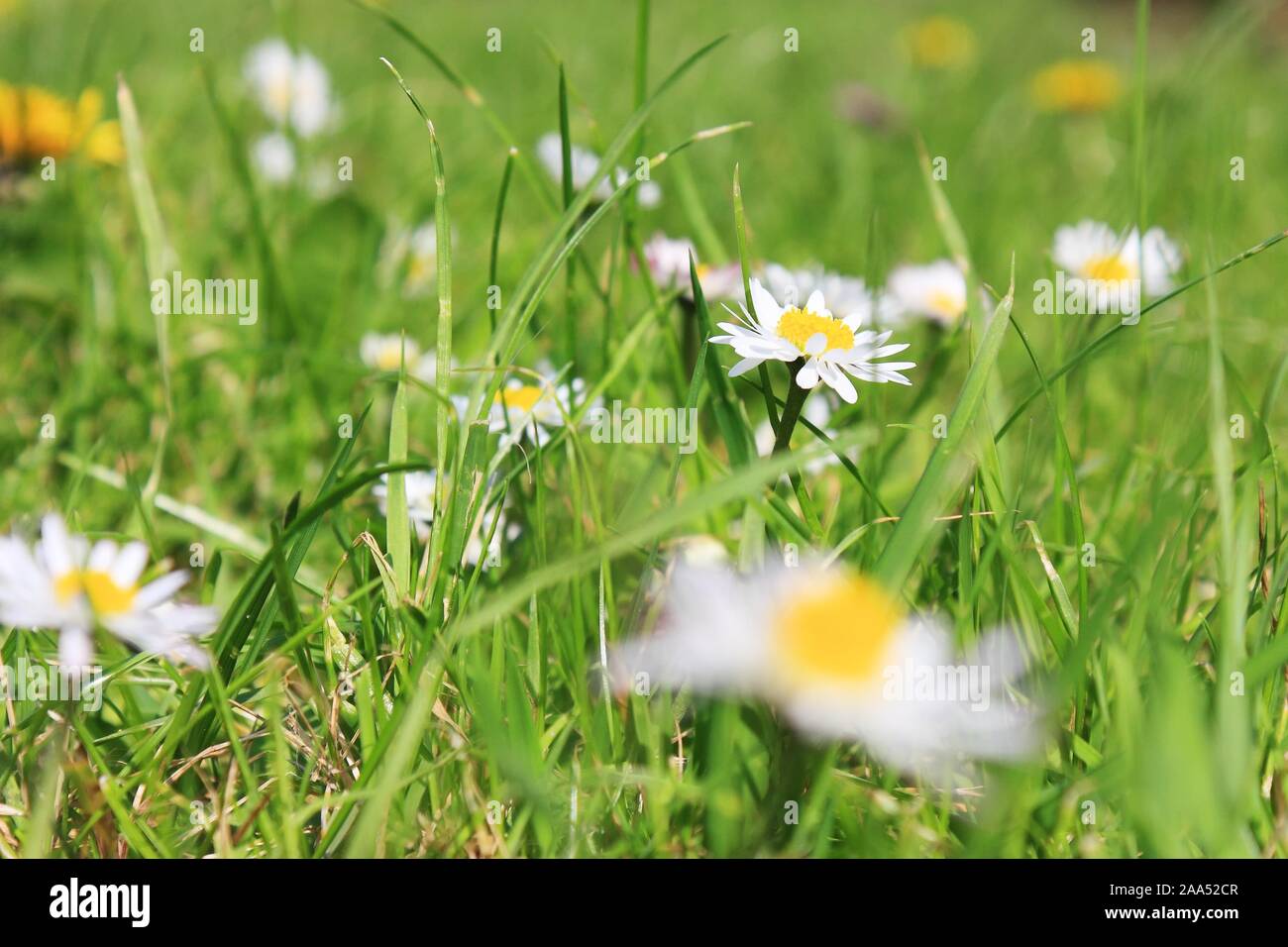 Grass texture perspective hi-res stock photography and images - Alamy