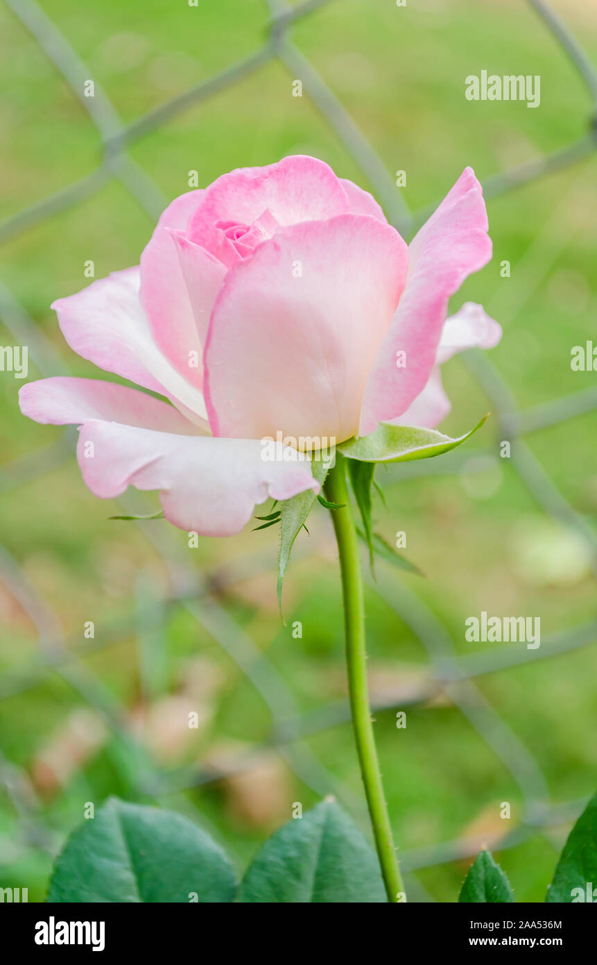 Baby Pink Tea Rose Stock Photo