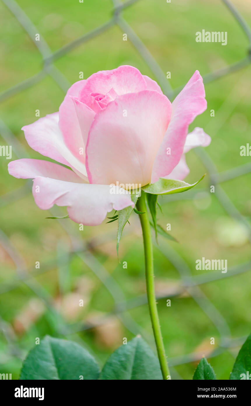 Baby Pink Tea Rose Stock Photo - Alamy