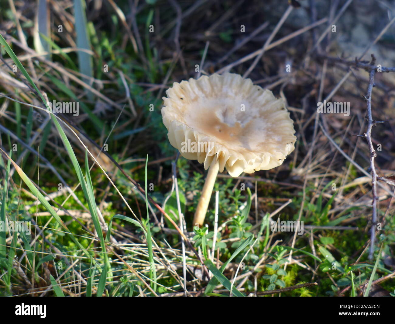 mushrooms in the woods of Chalkidiki, Greece Stock Photo