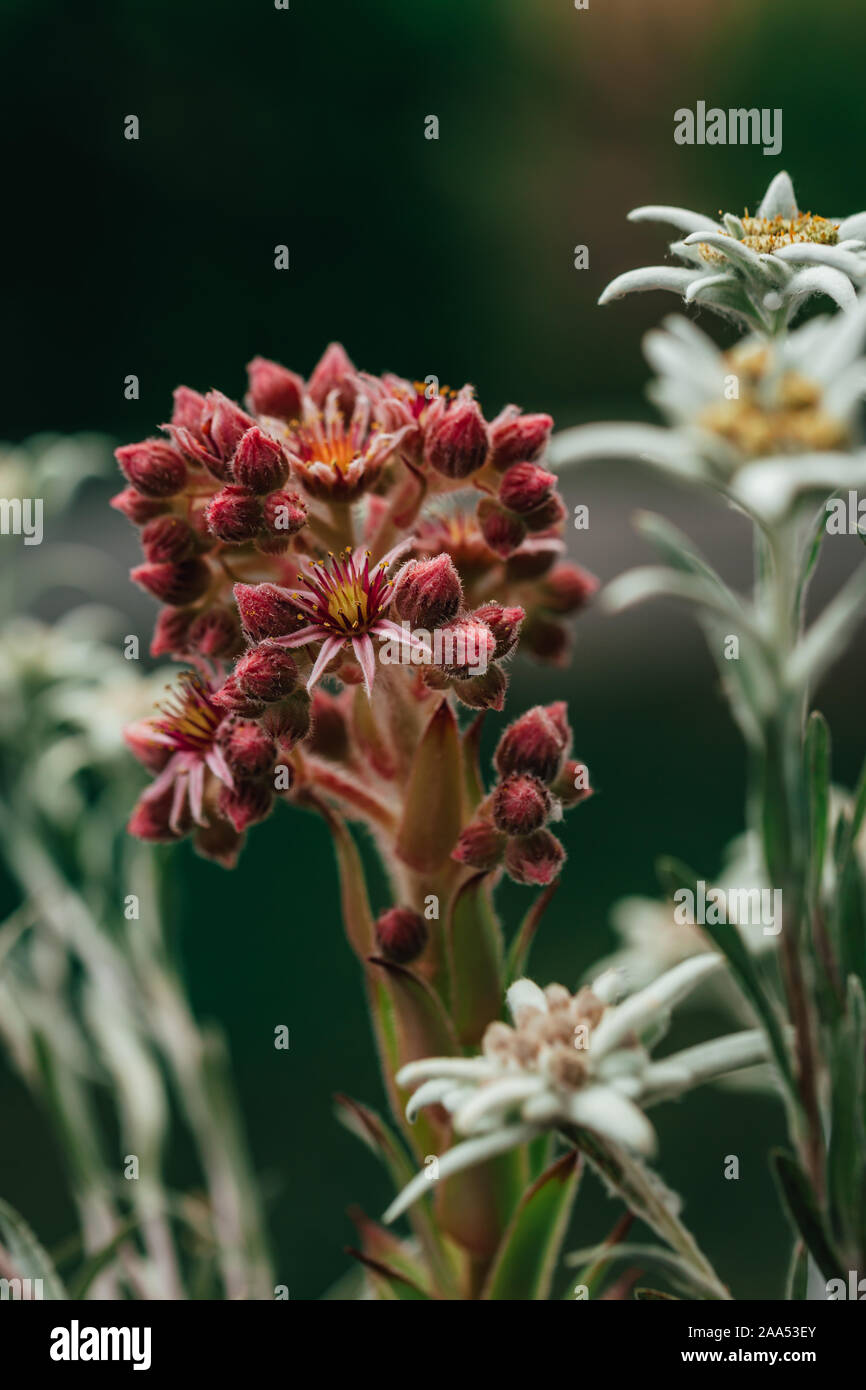 Beautiful Floral flower sempervivum or liveforever blossoming next to white shining edelweiss. Stock Photo