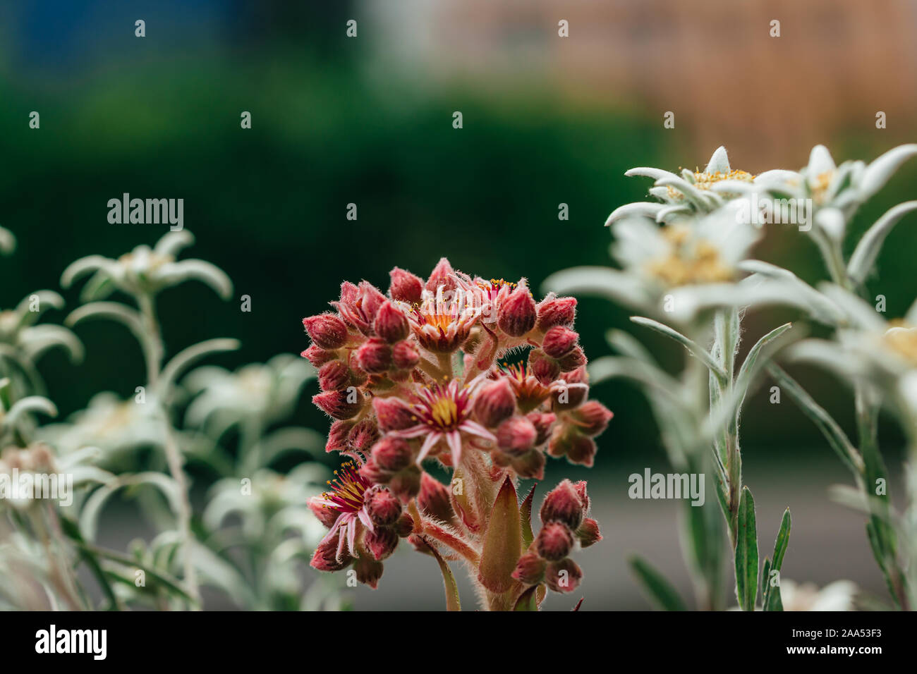 Beautiful Floral flower sempervivum or liveforever blossoming next to white shining edelweiss. Stock Photo